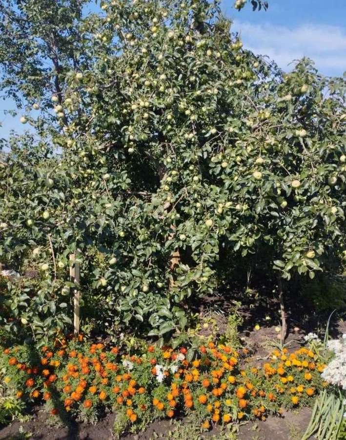 Продажа дачи, 65м <sup>2</sup>, 6 сот., Верхнее Санчелеево